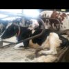 Водний матрац PACIFIC, Лакталюкс, Україна, lactalux