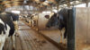 Лакталюкс. Чесалка Dairy Scratchy для тварин, Вioret Аgri